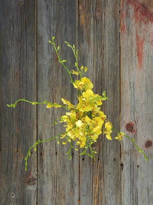 GOLDEN SHOWER ONCIDIUM YELLOW ORCHIDS